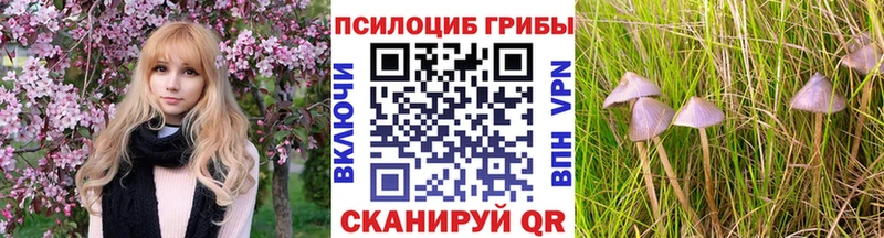 Купить где  Сорочинск  Галлюциногенные грибы Cubensis 